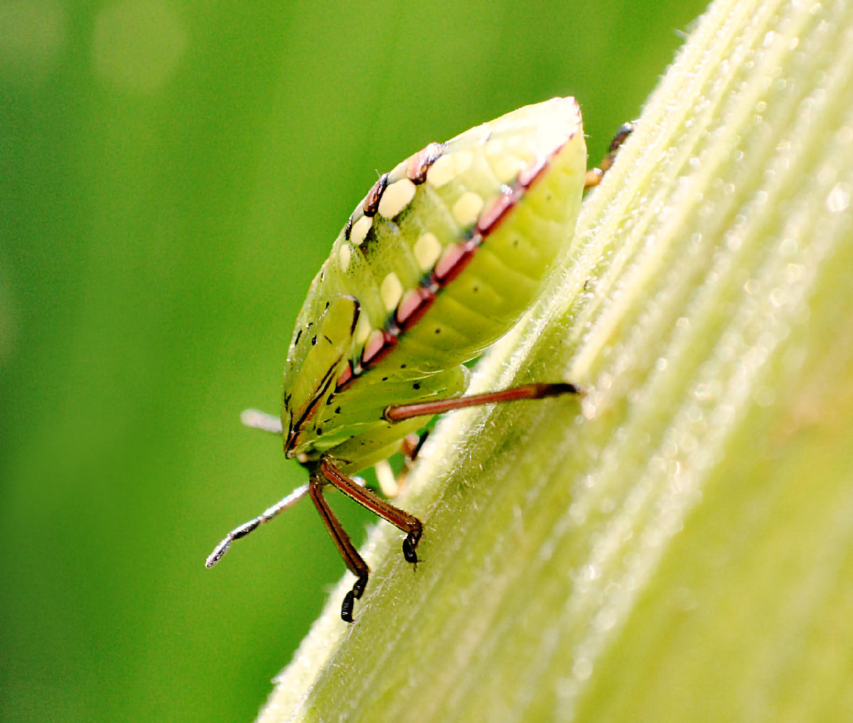 Nezara viridula - neanide